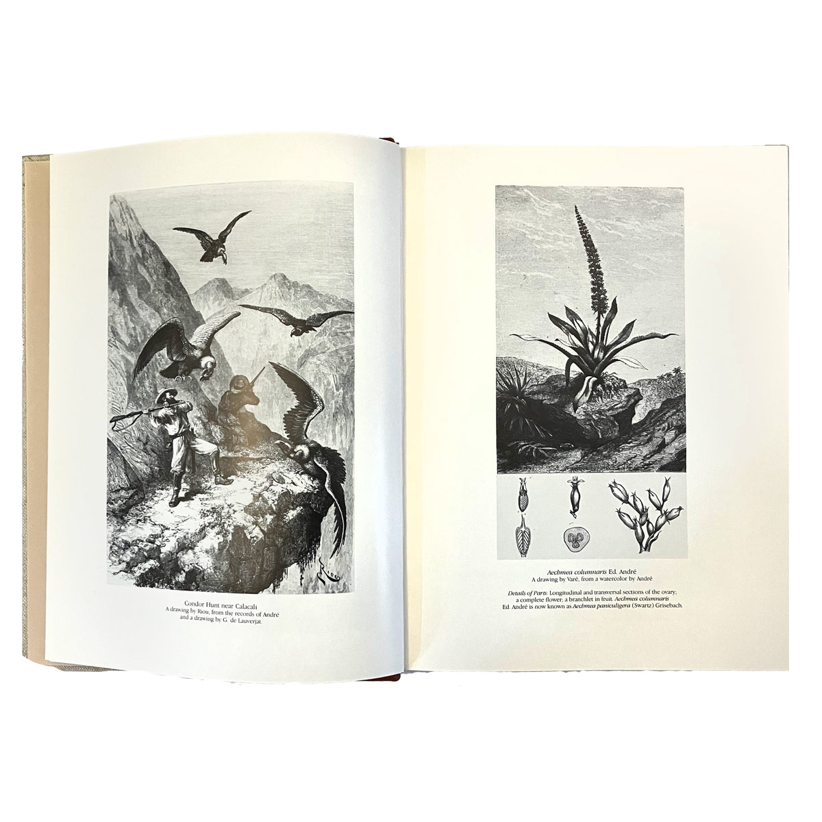 Bromeliaceae Andreanae by Edouard Francois Andre