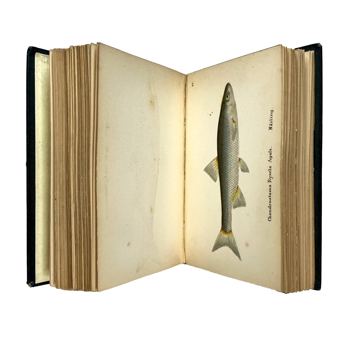 Die Fische Deutschlands und Schweiz by J.C. Weber